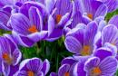 Royal Botanic Gardens Kew