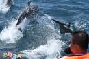Turumoan Whale Watching Trip