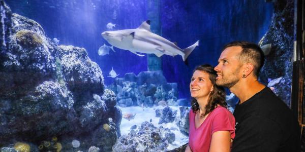 Sea Life