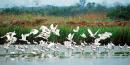 Mai Po Nature Reserve, World Wide Fund for Hong Kong
