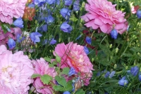 Gildebrief Gift Certificate