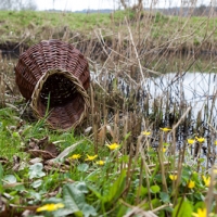 Eendenmand van Oosterheem