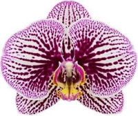 Phalaenopsis Black Stripes Flowering Size in 120mm pot 