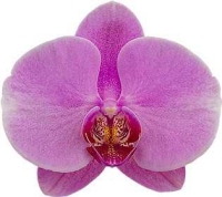 Phalaenopsis Calm Storm Flowering size 