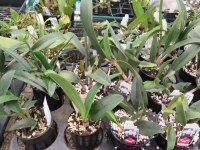 C Mem Robert Strait 'Islander  Girl 'X C. Angel Flare Cynthia  Hybrid 