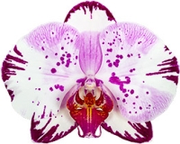 Phalaenopsis Magic Art Flowering Size in 120mm pot 