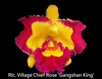 Rlc. Village Chief Rose x C Mari's Love seedling 