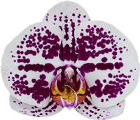 Phalaenopsis Secret Messages Flowering size in 120mm pot 