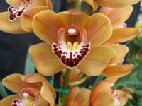 Cymbidium Stone Free Orange Gem Flowering size in 140mm pot 