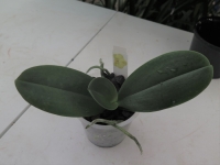 Phal Sunshower mericlone 