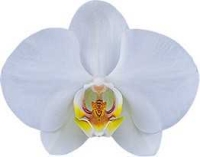 Phalaenopsis Timberline Flowering size in 120mm pot 