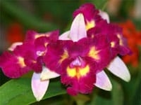 Rlc. Tsutung Beauty C S x Rlc Dick Smith Dark Beauty seedling 