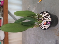 Rlc. Village Chief Rose x C Mari's Love seedling 