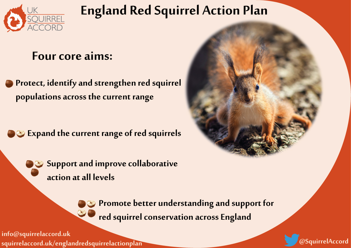 Squirrel life cycle and parts of the squirrel 58 off