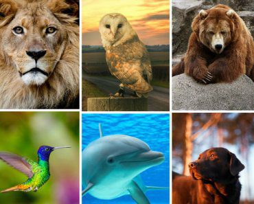 test-cual-es-tu-animal-de-poder