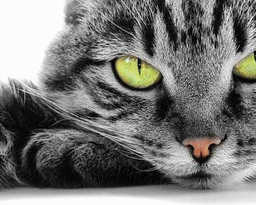 test-eres-un-verdadero-amante-de-los-gatos