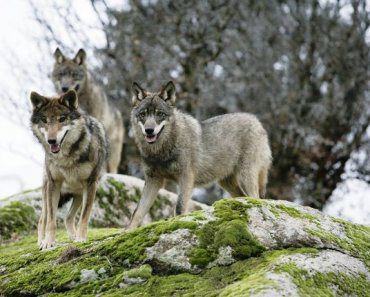 test-vocabulario-animal