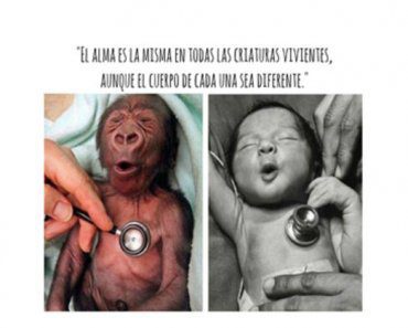 test-animales-o-personas