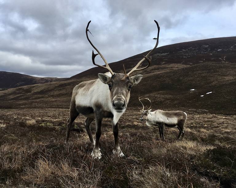 Cairngorms Nationaal Park