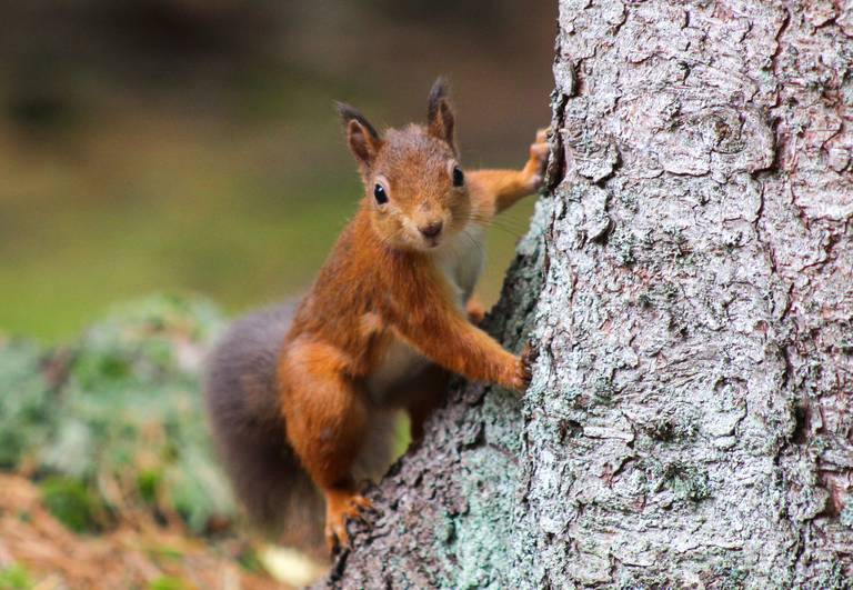 Cairngorms Nationaal Park