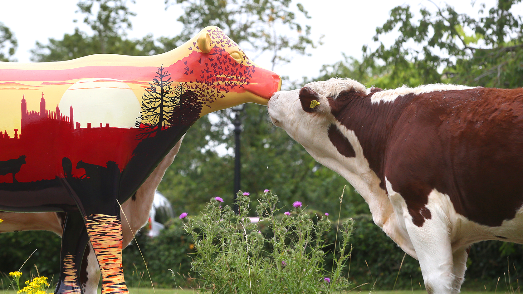 Wild in Art, Cows About Cambridge, 2020