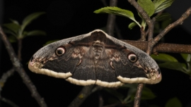 Kindershow: Die Superkräfte der Insekten Kammgarn Schaffhausen Billets