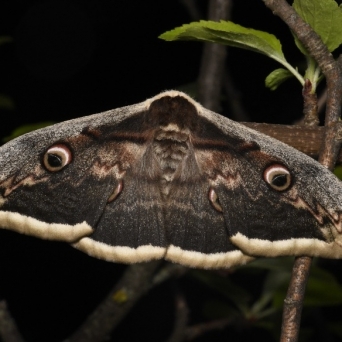 Kindershow: Die Superkräfte der Insekten Kammgarn Schaffhausen Tickets