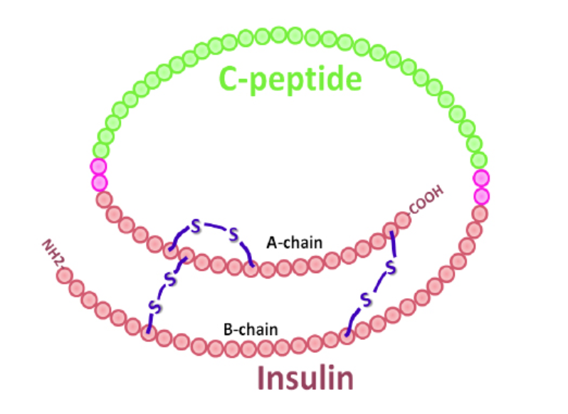 C-peptide