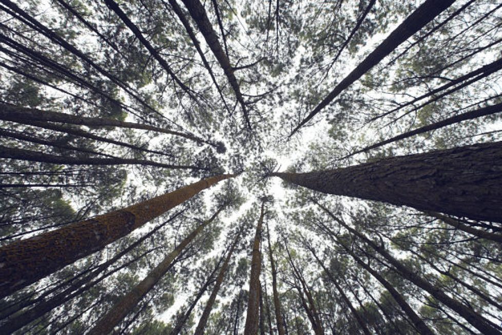 Iswanto arif trees_opt