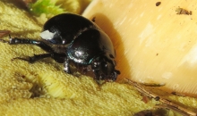 Applūduši Allaži (bez sēnēm) :)))