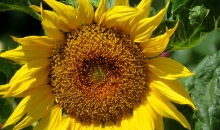 Negaisiņš "savilkās" :).