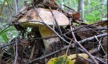 Labi sēņu māmiņai!