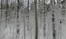 Rīga, Imantas mežs pēc puteņa 28.12.2012.