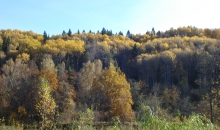 Zelta rudens Gaujas krastos