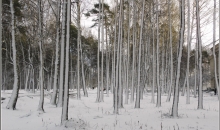 Rīga, Imantas mežs pēc puteņa 28.12.2012.