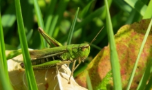 Anticiklona ISABEL varā.