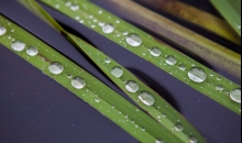 Pirmais sniegs 2014.11.21