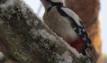 Aukstums pieņemas spēkā.