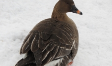 Ventspils Vidumupītes "biosfēra"