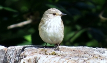 Pagams, dārzs un 1. beka!