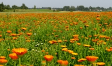 Diena, kad krita rekordi.