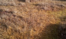 Pastaiga Cenas tīrelī