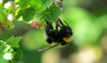 Aprīļa beigu sveicieni.