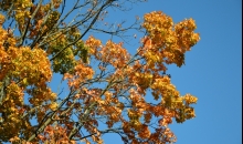 Strauji iezogoties rudenim...