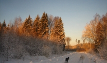 06.04.2013. rīts mežā