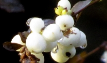 Drūmais un pelēkais.