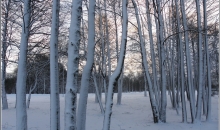 Rīga, Imantas mežs pēc puteņa 28.12.2012.