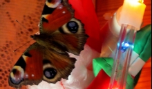 Diena pirms Ziemas saulgriežiem.