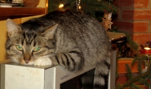 Diena pirms Ziemas saulgriežiem.