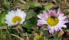 Māras diena